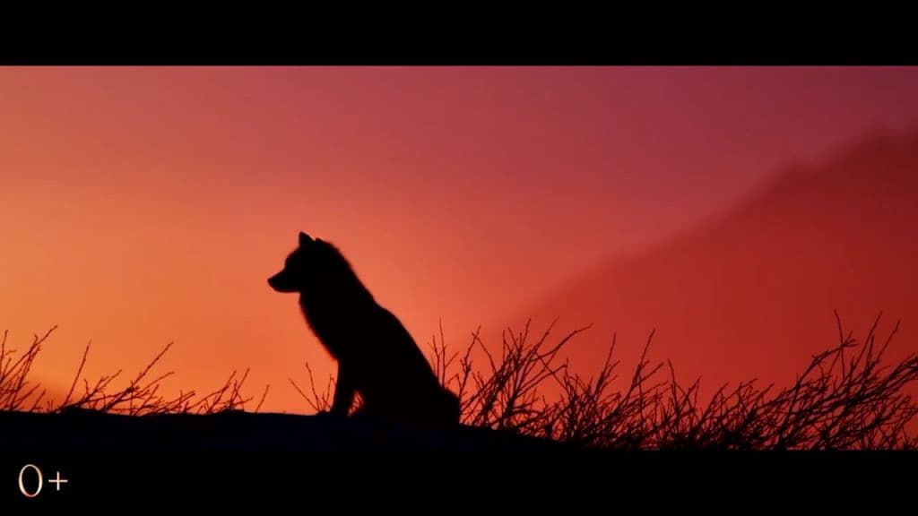 Огненный лис