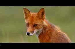 Кадр из фильма